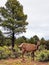 Female elk in the foret near Grand Canyon, USA