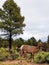 Female elk in the foret near Grand Canyon, USA