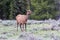 Female Elk in Grand Teton National Park