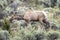 Female elk grazes on sagebrush