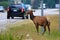 A female elk grazing extremely close to a busy highway