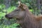 Female elk head in profile