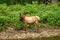 Female Elk Posing