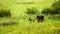 A female elk with two small elks in wild grasses