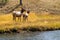 Female elks cow grazes in the grassy marsh of the Madison River in Yellowstone National Park