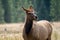 Female elks cow grazes in the grassy marsh of the Madison River in Yellowstone National Park. Tounge out