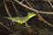 Female Emerald Basilisk Lizard in Tortuguero - Costa Rica