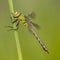 Female Emperor dragonfly