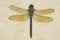 Female Emperor Dragonfly (Anax imperator), deceased