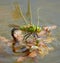 Female emperor dragonfly laying eggs