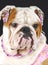 Female english bulldog