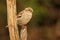 Female English Sparrow On Perch