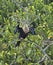 Female enhinga bird trees Everglades Florida