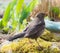 Female Eurasian Balckbird