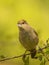 Female Eurasian Blackcap