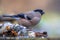 Female Eurasian bullfinch