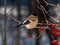 Female of Eurasian bullfinch Pyrrhula pyrrhula sitting on branches of guelder rose Viburnum opulus. Females have grey-buff