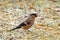 Female Eurasian Common Bullfinch bird eating sunflower seed on g