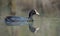 Female Eurasian Coot swimming fast in spring water of forest pool