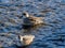 Female Eurasian green-winged teal ducks in Hikiji River