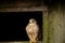 Female Eurasian Kestrel, Falco tinnunculus, perched on an old barn