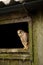 Female Eurasian Kestrel, Falco tinnunculus, perched on an old barn