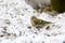 Female Eurasian siskin bird Black-headed goldfinch eating sunflower seeds on snow during winter