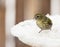 Female eurasian siskin bird in the winter