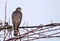 Female eurasian sparrowhawk perched on vine branches as she exams environment all around