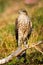 Female eurasian sparrowhawk sitting on bough in summer nature.