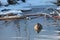 Female Eurasian teal Anas crecca floating on river in winter