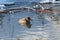 Female Eurasian teal Anas crecca floating on river in winter