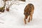 Female Eurasian wolf Canis lupus lupus coming down the snow-covered sidewalk with his head bowed