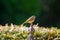 Female European Black redstart bird perching on metal garden ornament, Autumn in Austria, Europe