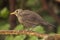 Female European Blackbird