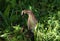 Female European Blackbird