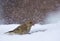 Female European Greeenfinch eats some seeds in hard snowy blizzard