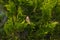 A female European greenfinch sitting in the branches of a thuja