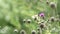 Female European Large Cabbage White butterfly Pieris brassicae feeding on a thistle flower in summer.