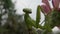 Female The European mantis Mantis religiosa  is waiting for its prey on a flower, close-up. Ukraine