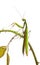 Female European Mantis or Praying Mantis, Mantis