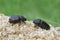 Female european rhinoceros beetles, Oryctes nasicornis on sawdust