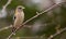 A Female Evening Grosbeak