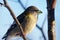 Female Evening grosbeak