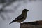 Female Evening Grosbeak at the feeder