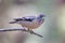 Female Evening Grosbeak perched on branch