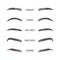 Female eyebrows. Various forms and types. Arch brows shapes. Linear vector Illustration in trendy minimalist style. Brow