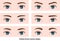 Female eyebrows various shapes vector illustration