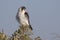 Female falcon pigmy sitting on a branch of acacia in the savanna