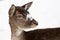 Female fallow deer Dama dama portrait in snow-covered winter landscape